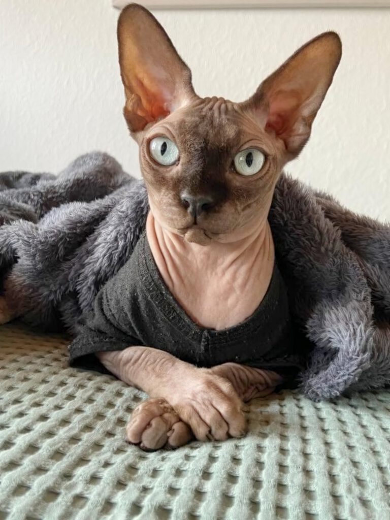 Naked cat Resize